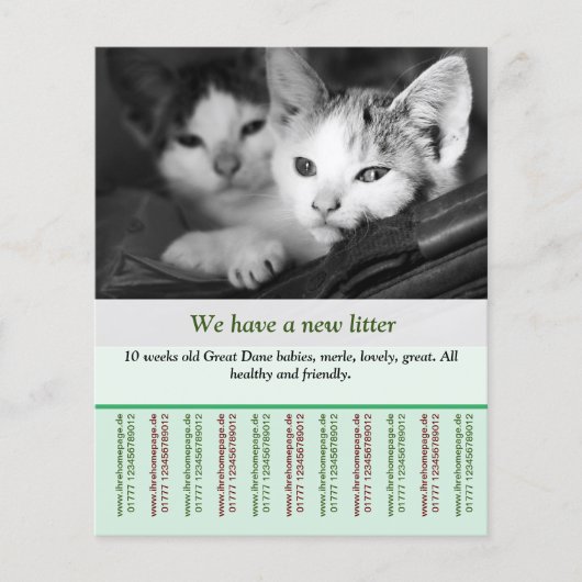 子猫販売チラシテンプレート チラシ (正面)