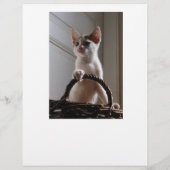 子猫販売チラシ チラシ (裏面)