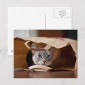子猫買い物袋 ポストカード (正面/裏面)