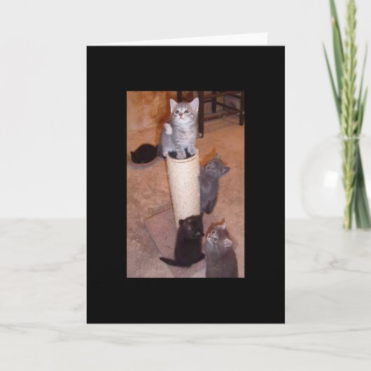 子猫遊の カード (正面)