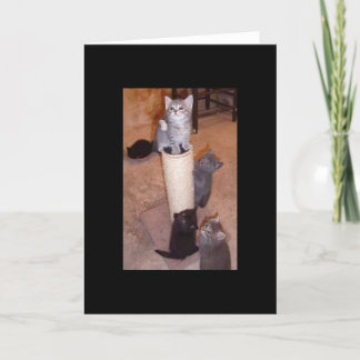 子猫遊の カード