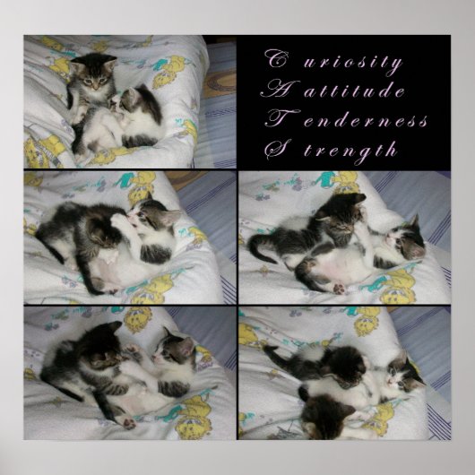 子猫遊 ポスター (正面)