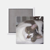 子猫重量マグネット マグネット (正面/裏面)