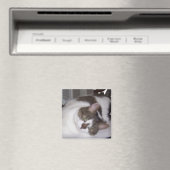 子猫重量マグネット マグネット (インサイチュ (食洗機))