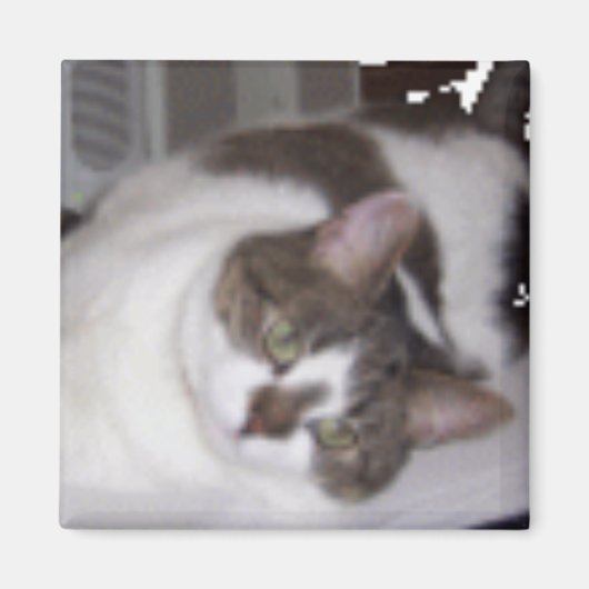 子猫重量マグネット マグネット (正面)