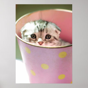 子猫隠し ポスター
