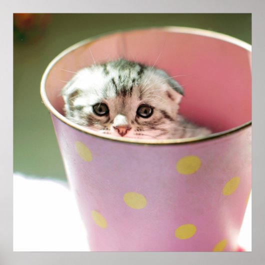 子猫隠し ポスター (正面)