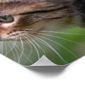 子猫顔かわいい猫ポスタープリント ポスター (角)