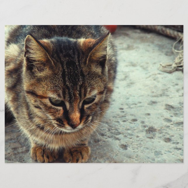 子猫 (正面)