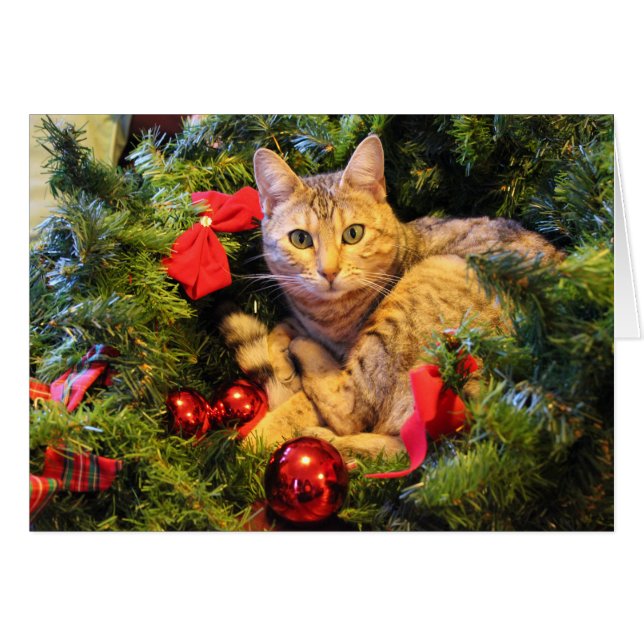 子猫 (正面横)