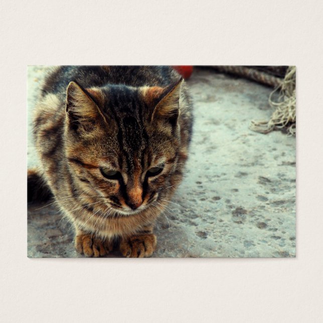 子猫 (正面)