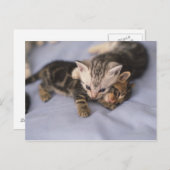 子猫2 ポストカード (正面/裏面)