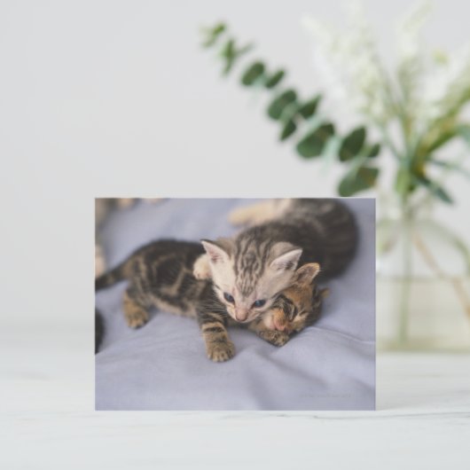 子猫2 ポストカード (スタンド正面)