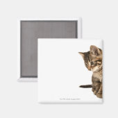 子猫2 マグネット (正面/裏面)