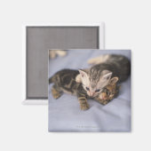 子猫2 マグネット (正面/裏面)