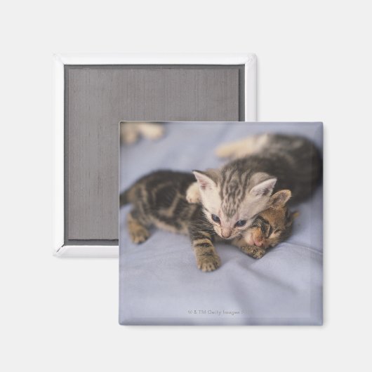 子猫2 マグネット (正面/裏面)