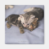 子猫2 マグネット (正面)