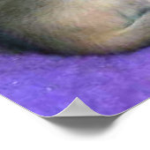 子猫3週間のアビシニアン ポスター (角)