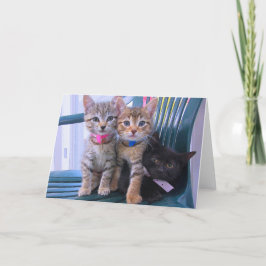 子猫3 案内状