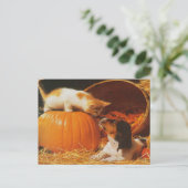 子猫、かぼちゃと子犬 ポストカード (スタンド正面)