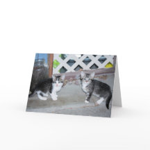 子猫
