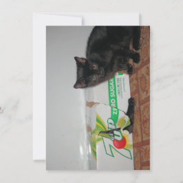 子猫 カード