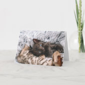 子猫 カード (正面)