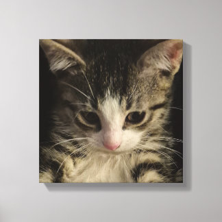 子猫 キャンバスプリント