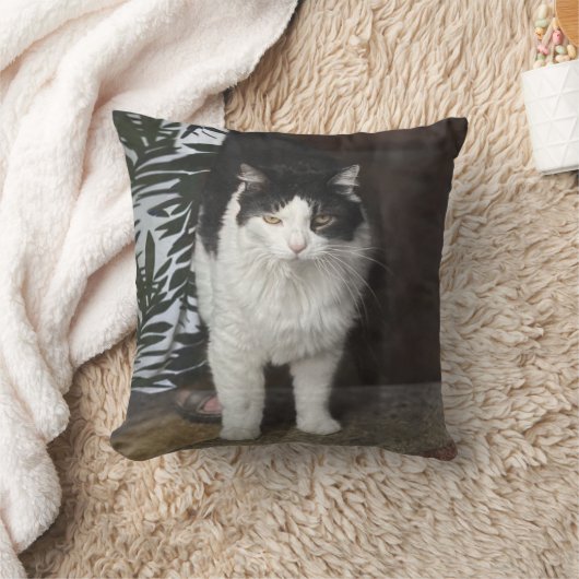 子猫 クッション (ブランケット)