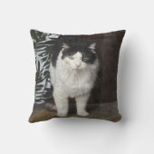 子猫 クッション (裏面)