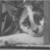 子猫 シール (正面)