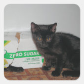 子猫 スクエアシール (正面)