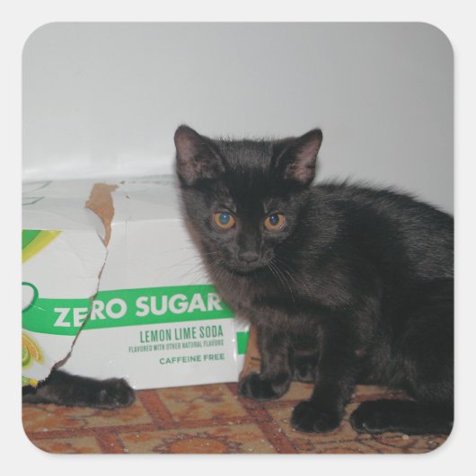 子猫 スクエアシール (正面)