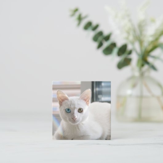 子猫 スクエア名刺 (スタンド正面)