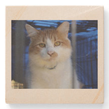子猫