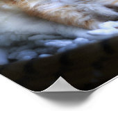 子猫，バリューポスター紙（マット） ポスター (角)