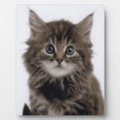 子猫 フォトプラーク (正面)