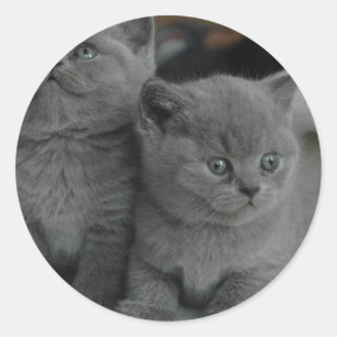子猫 ペット ねこ 猫 かわいい ラウンドシール