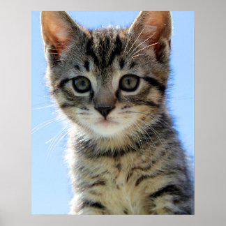 子猫 ポスター