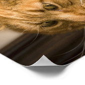 子猫 ポスター (角)