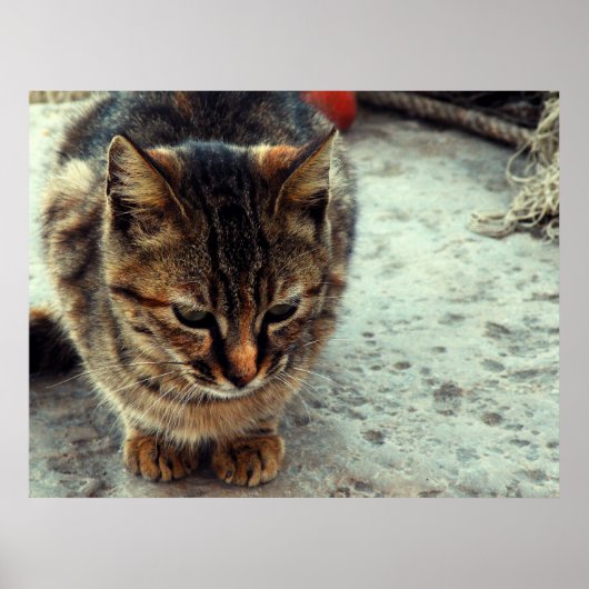 子猫 ポスター (正面)