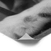 子猫 ポスター (角)