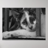 子猫 ポスター (正面)