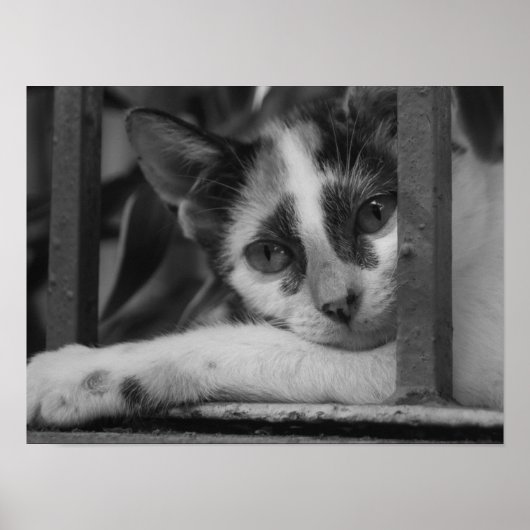 子猫 ポスター (正面)
