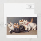 子猫 ポストカード (正面/裏面)
