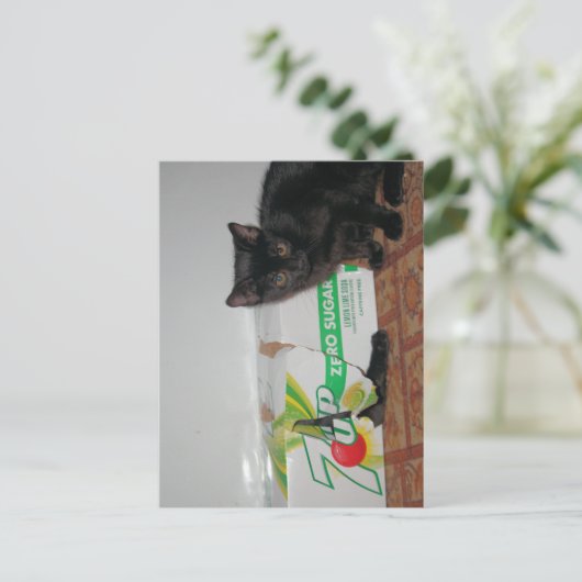 子猫 ポストカード (スタンド正面)