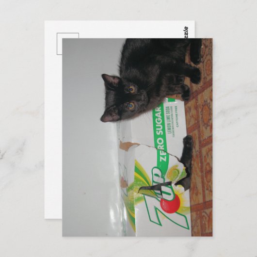 子猫 ポストカード (正面/裏面)