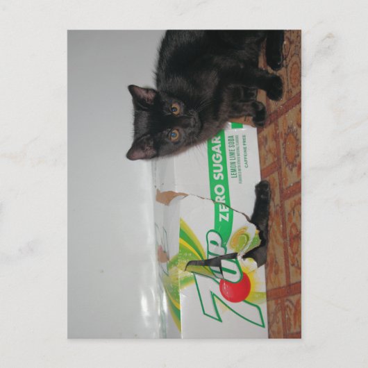 子猫 ポストカード (正面)