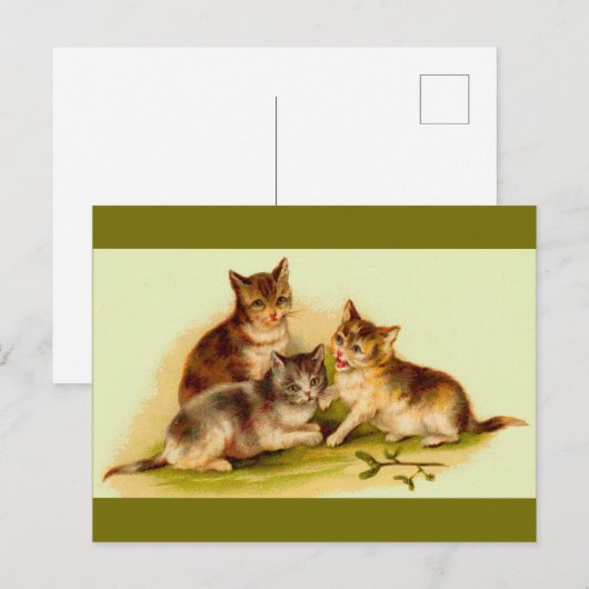 子猫 ポストカード (正面/裏面)