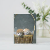 子猫 ポストカード (スタンド正面)